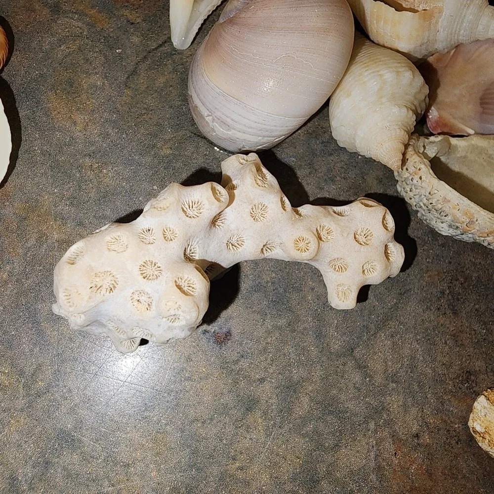 Beautiful Sea Shells Lot- Some Unique & Rare Shark teeth Aquarium Nautical Decor